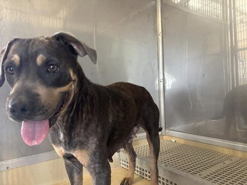 Photo of Ellie, adoptable American Staffordshire Terrier in Grand Prairie, Texas