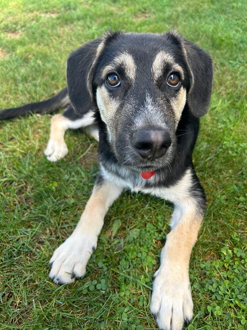 Photo of Scruff, adoptable German Shepherd Dog in Springdale, Pennsylvania