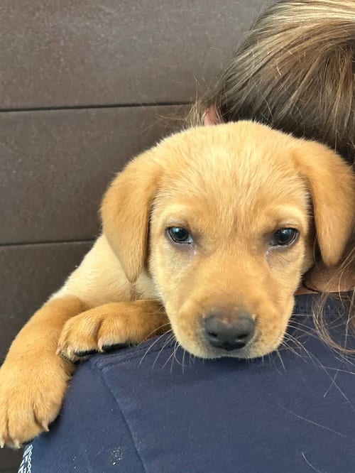 Photo of Agnes, adoptable Unknown breed in Rancho Santa Fe, California