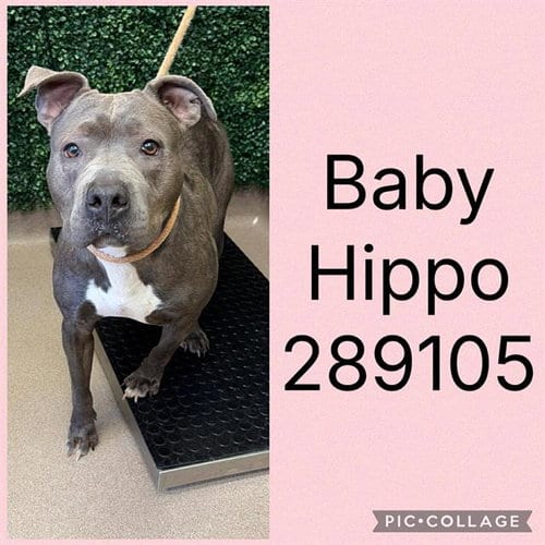 Photo of Baby Hippo, adoptable Pit Bull Terrier in Macon, Georgia