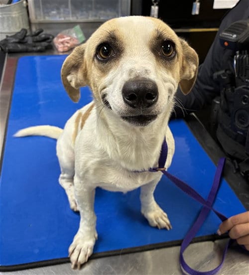 Photo of Caterpillar, adoptable Chihuahua in Phoenix, Arizona