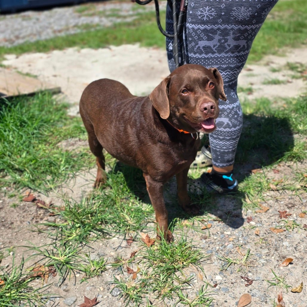 Photo of Rudy, adoptable Retriever, Chocolate Labrador in Hinesville, Georgia