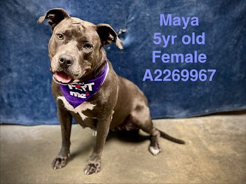Photo of Maya, adoptable Pit Bull Terrier in Chatsworth, California