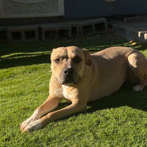 Photo of Millie, adoptable Terrier in Dallas, Texas
