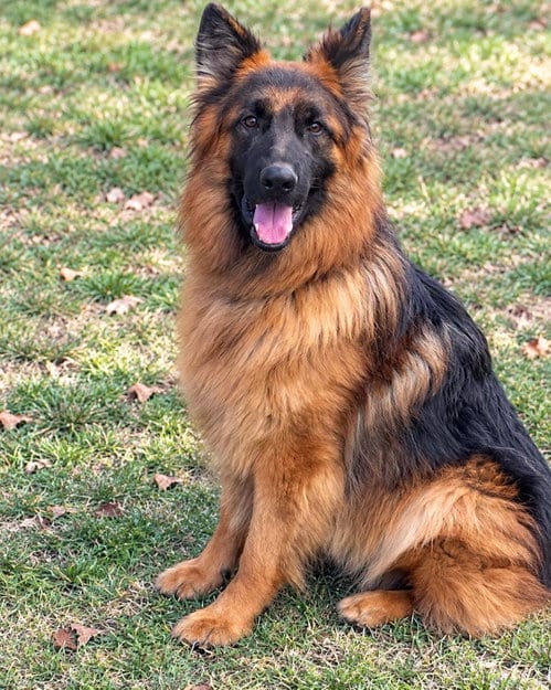 Photo of Tommy, adoptable German Shepherd Dog in Baltimore, Maryland