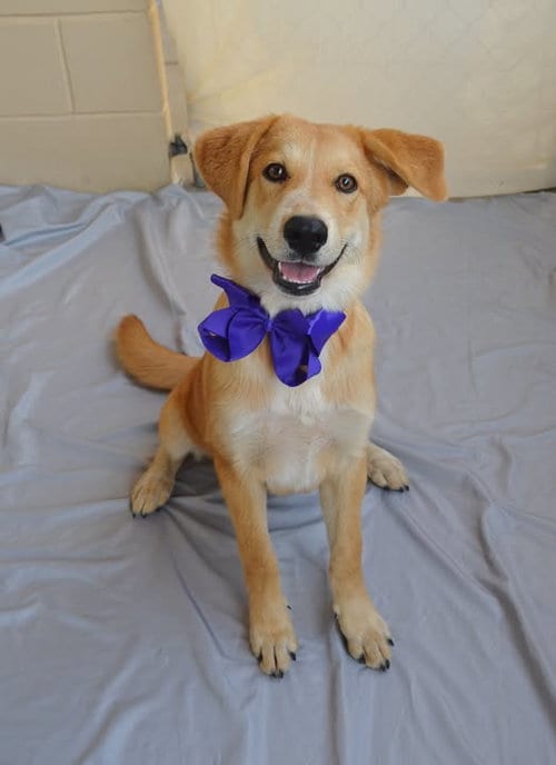 Photo of Deductible, adoptable Labrador Retriever in McKinney, Texas