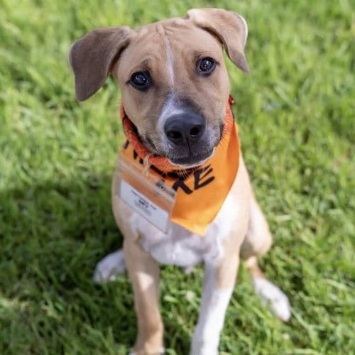 Photo of Paw Patrol Pup - Sky, adoptable Shepherd in San Diego, California