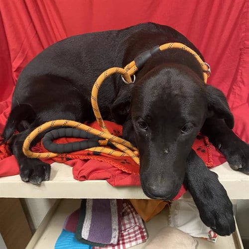 Photo of A614856, adoptable Labrador Retriever in Modesto, California