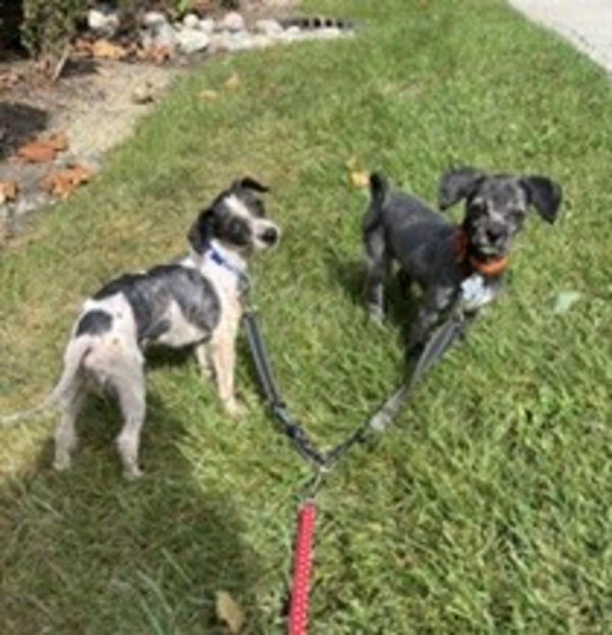 Photo of Luke, adoptable Shih Tzu in Palatine, Illinois