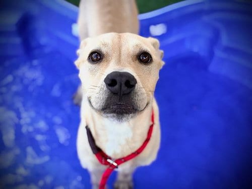 Photo of Titus, adoptable Labrador Retriever in Orlando, Florida