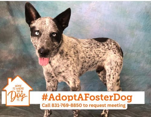 Photo of Sprout, adoptable Australian Cattle Dog/Blue Heeler in Salinas, California