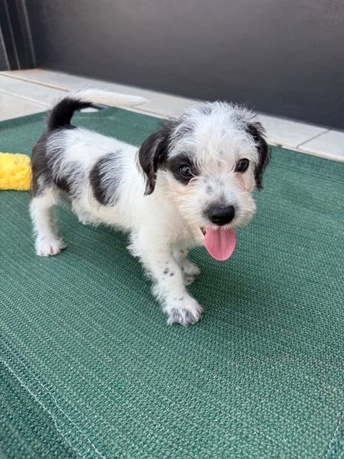 Photo of Karma, adoptable Terrier in Raleigh, North Carolina