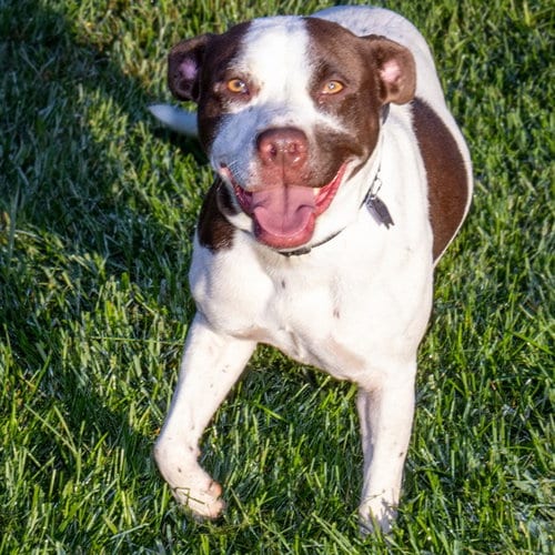 Photo of Celeste, adoptable Pointer in Maryland, Missouri