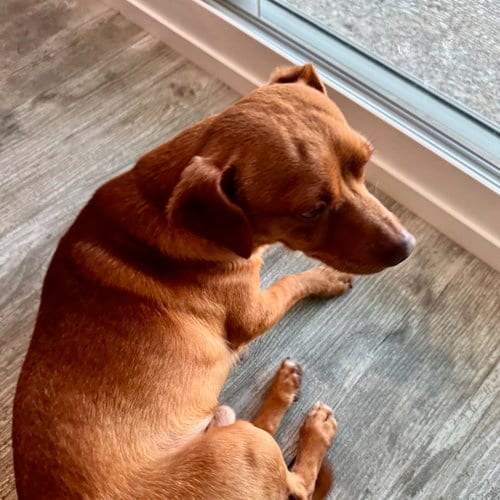 Photo of Milo, adoptable Chihuahua in San Juan Capistrano, California