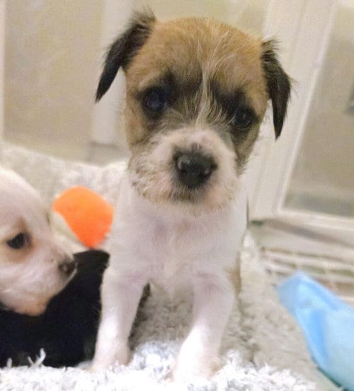 Photo of Doobie, adoptable Terrier in Pacifica, California