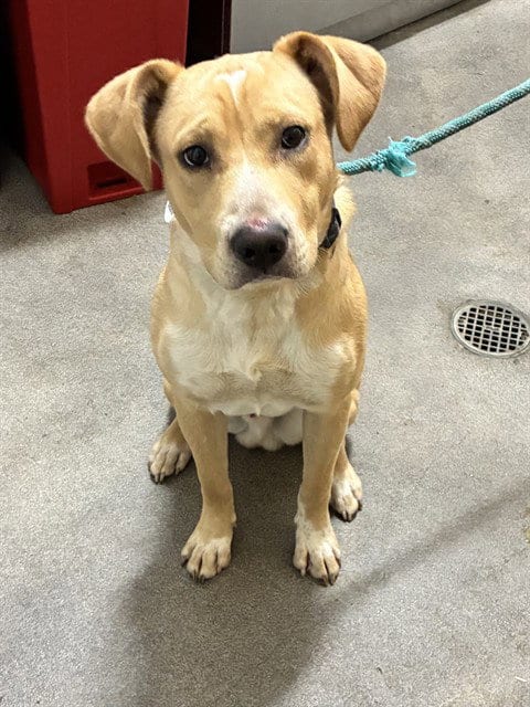 Photo of Shawn, adoptable Labrador Retriever in Forestville, Maryland