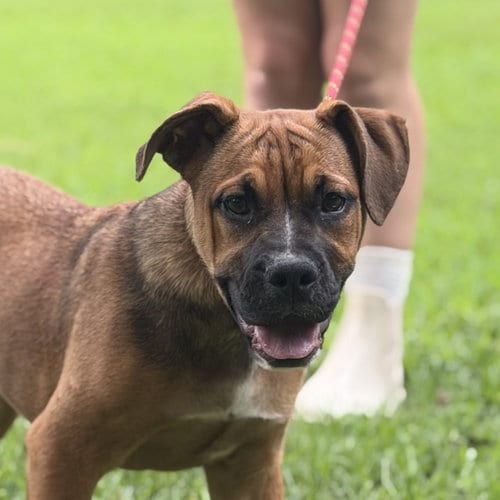 Photo of Lil Mary, adoptable English Bulldog in Yardley, Pennsylvania