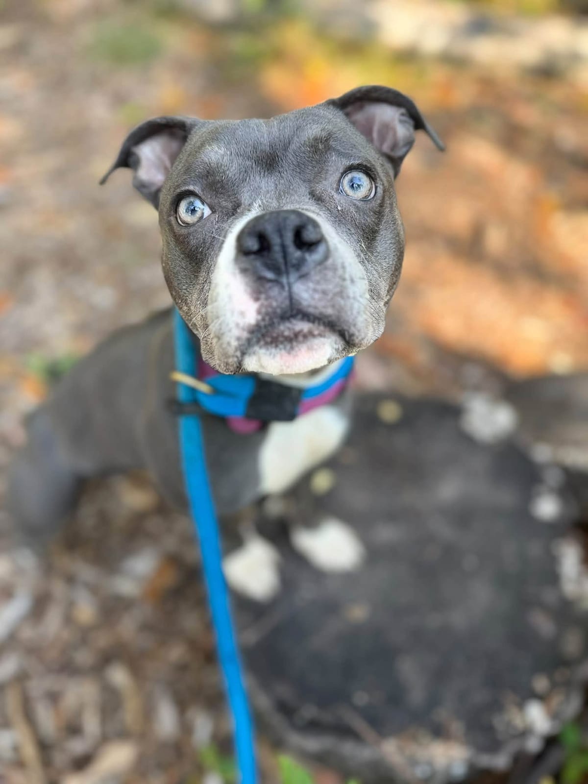 Photo of Brenda, adoptable dog in Baltimore, Maryland