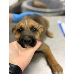 Photo of Jupiter, adoptable Shepherd (Unknown Type) Australian Cattle Dog in Jurupa Valley, California
