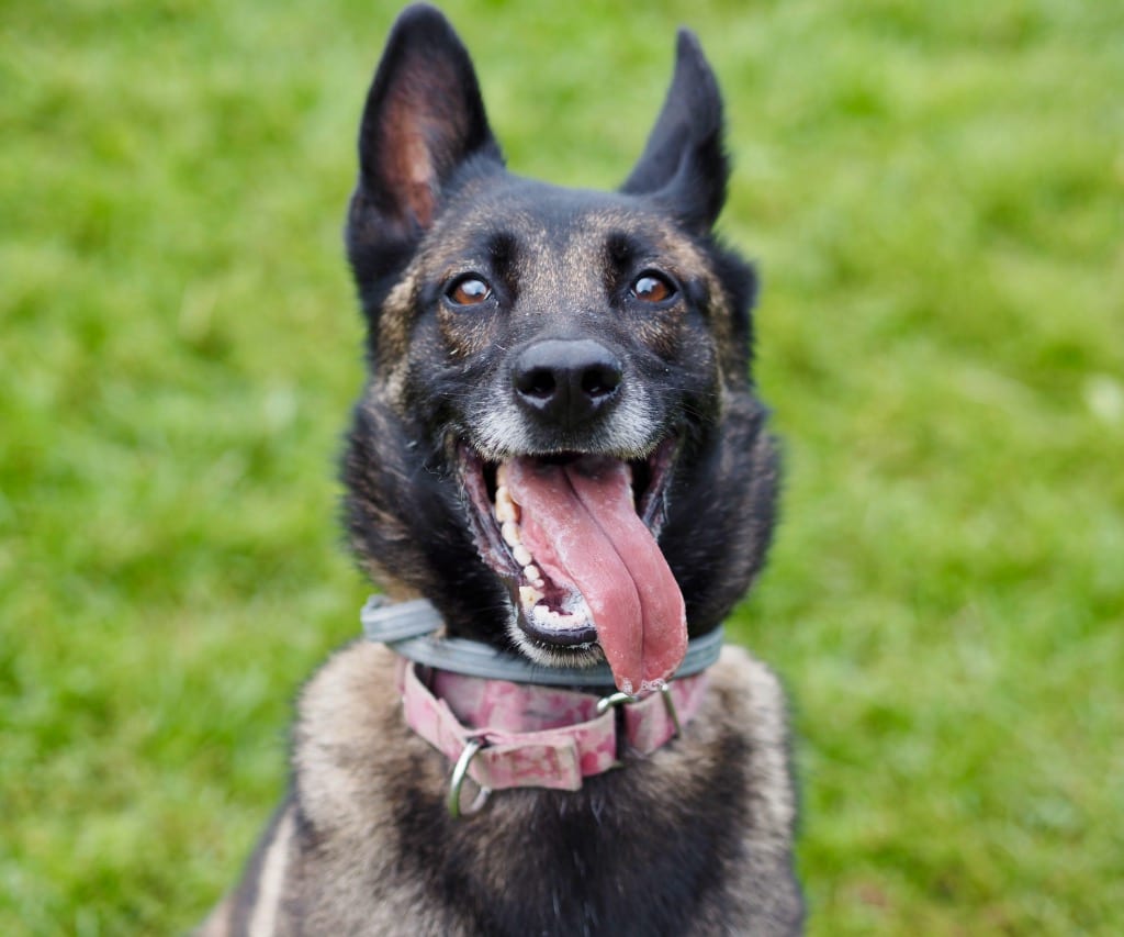 Photo of Hannah, adoptable Dutch Shepherd in Meriden, Connecticut