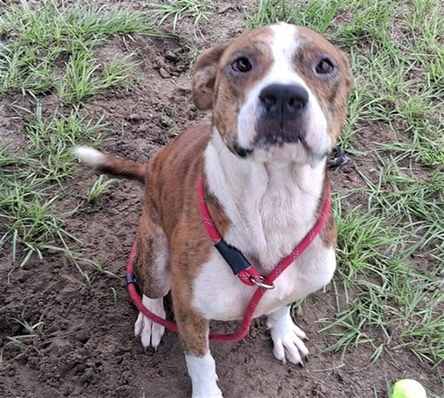 Photo of Zeek, adoptable American Pit Bull Terrier in Ocala, Florida