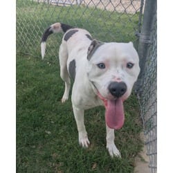 Photo of Beast Boy, adoptable American Pit Bull Terrier in Texas City, Texas