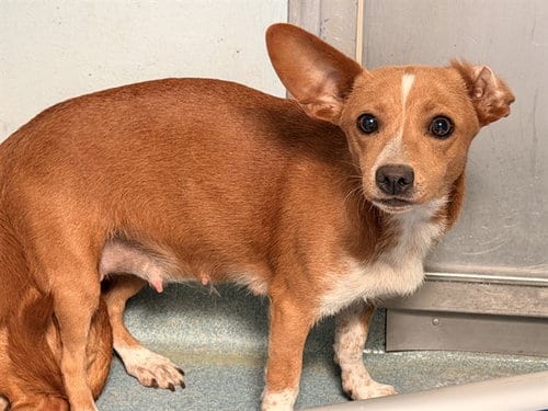 Photo of Salsa, adoptable Chihuahua in Baldwin Park, California
