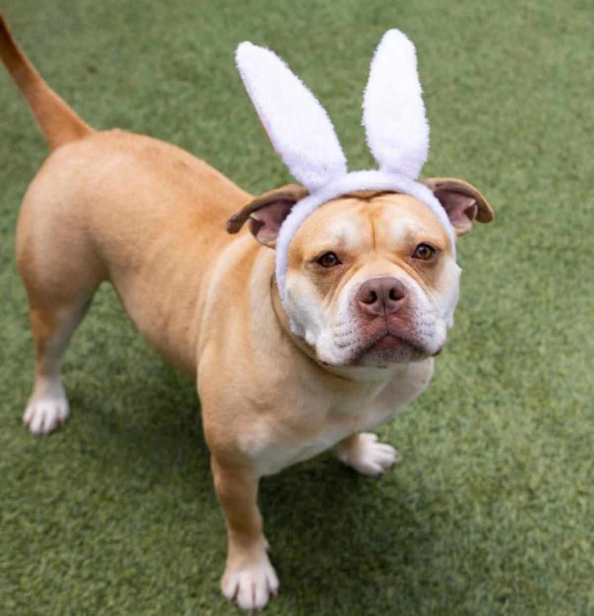 Photo of Esteban, adoptable Pit Bull Terrier in BROOKLYN, New York