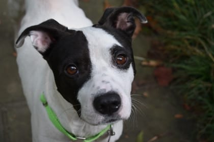Photo of Kobe, adoptable dog in Atlanta, Georgia