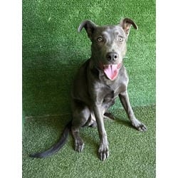 Photo of Bolt, adoptable German Shepherd Dog in Lancaster, California