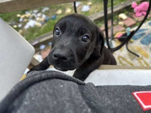 Photo of Kanga, adoptable Terrier in Plainfield, Illinois