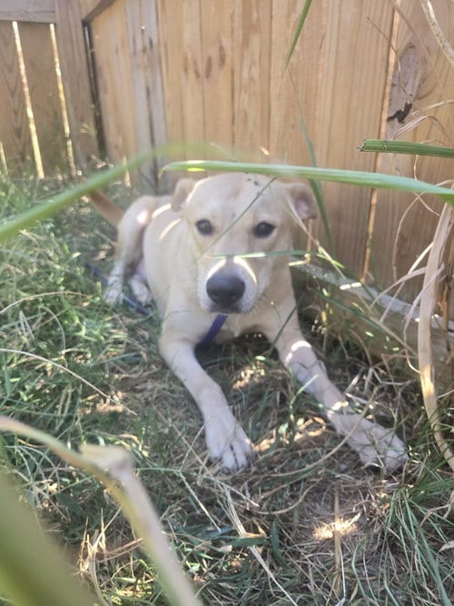Photo of Rose, adoptable Hound in Jackson, Mississippi