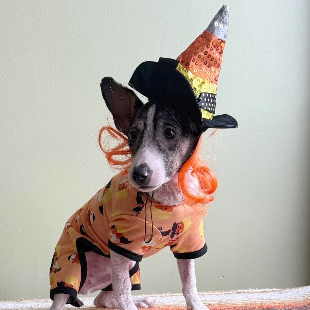 Photo of Grove, adoptable Mixed Breed (Small) in St. Louis, Missouri