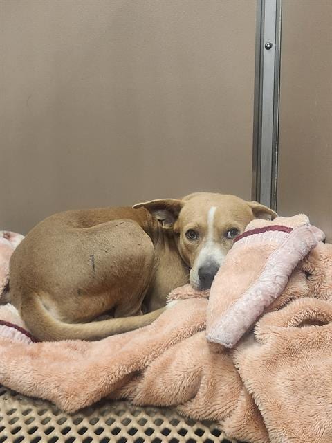 Photo of Fabio, adoptable American Bulldog in San Antonio, Texas