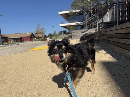 Photo of Oscar, adoptable Pomeranian in Berkeley, California