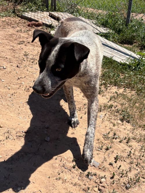 Photo of Slate, adoptable Australian Cattle Dog/Blue Heeler in Amarillo, Texas