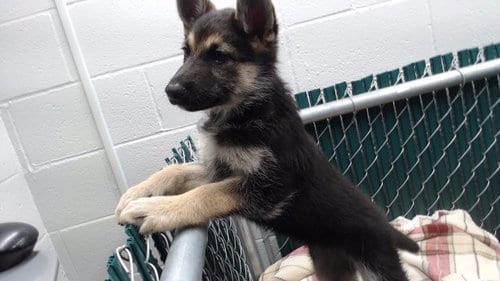 Photo of Alondra, adoptable German Shepherd Dog in Downey, California