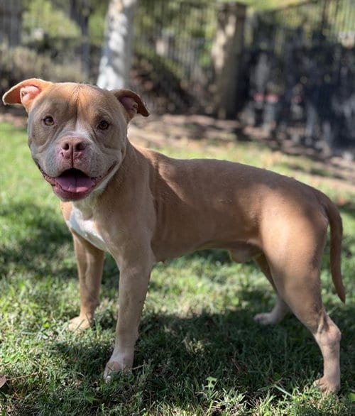 Photo of Nugget, adoptable Pit Bull Terrier in Riverside, California