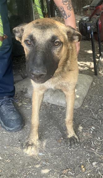 Photo of Spinner, adoptable Belgian Shepherd Malinois in Dallas, Texas