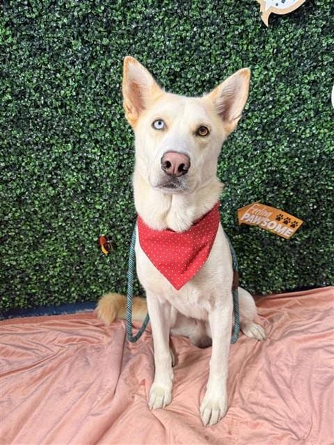 Photo of Delgado, adoptable Husky in Corpus Christi, Texas