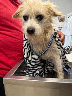 Photo of Crouton, adoptable Terrier in Haw River, North Carolina