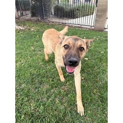 Photo of Miley, adoptable Belgian Malinois in Jurupa Valley, California