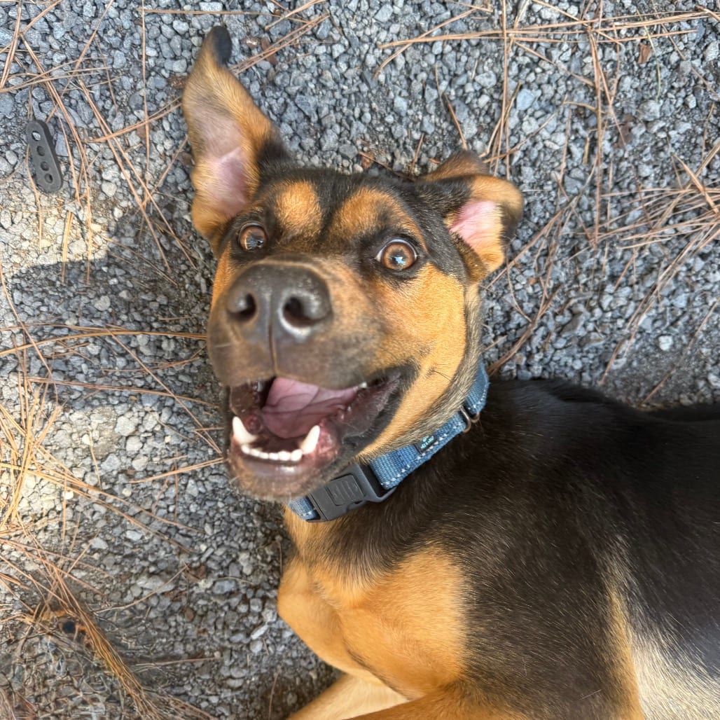 Photo of Alphabet, adoptable Mixed Breed (Medium) in Summerville, South Carolina