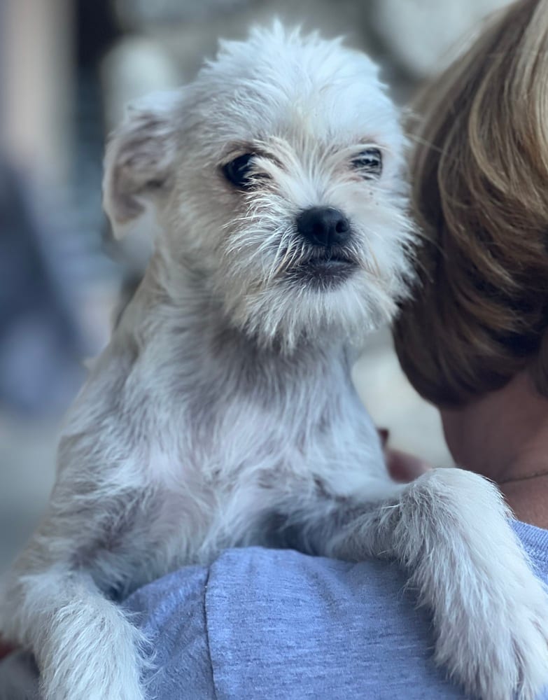 Photo of Monkey, adoptable Terriers (Small) in Dana Point, California