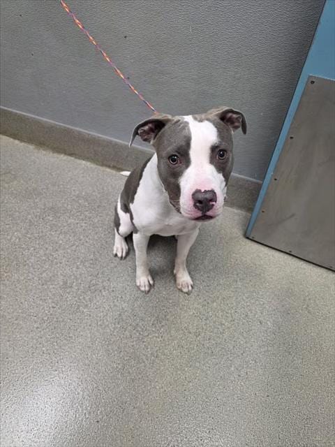 Photo of Happy Feet, adoptable Pit Bull Terrier in Las Vegas, Nevada