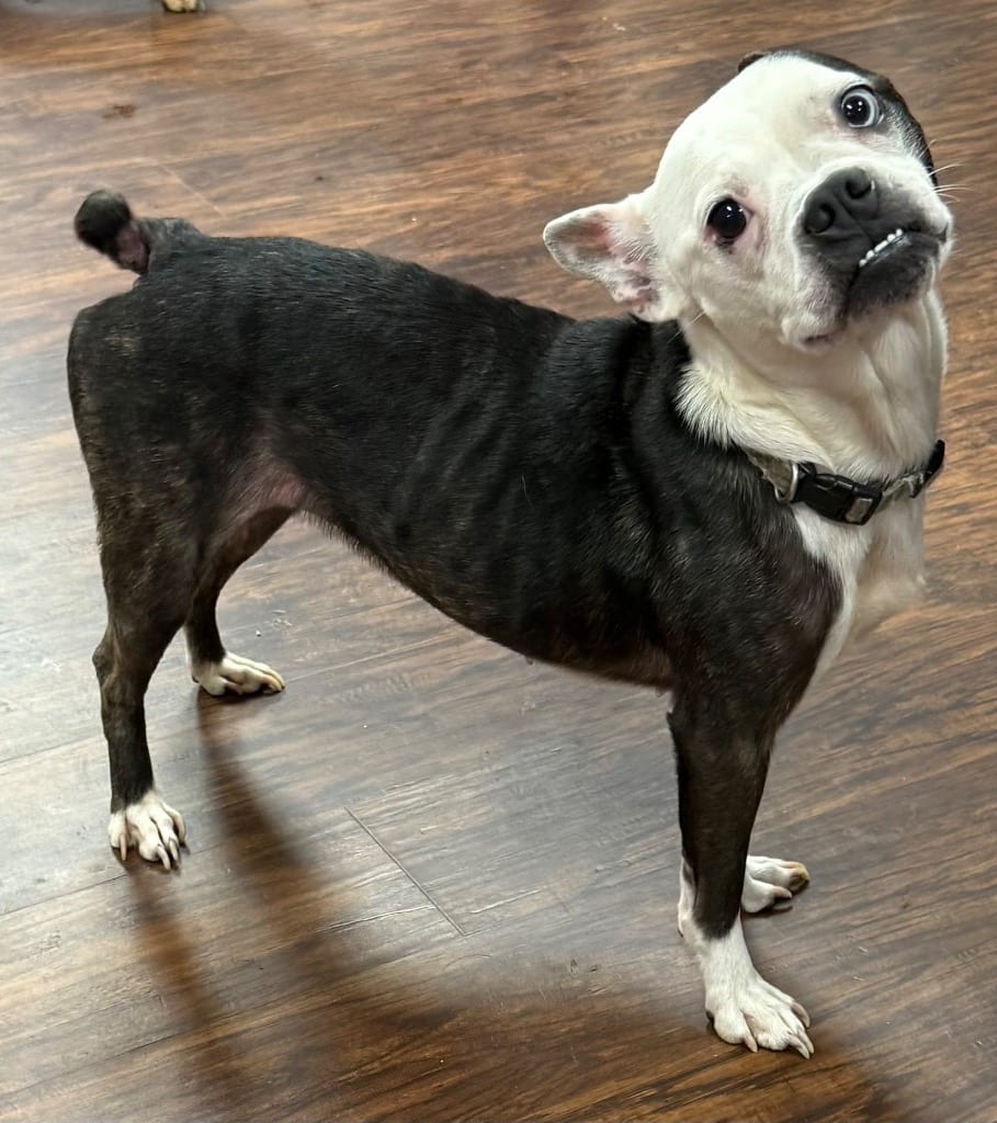 Photo of Athena, adoptable French Bulldog in Crossville, Tennessee