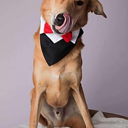 Photo of Codie, adoptable Saluki Retriever (Unknown Type) in Round Hill, Virginia