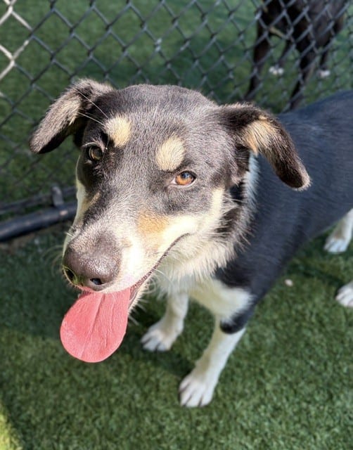 Photo of Carly, adoptable Mixed Breed