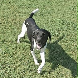 Photo of Barrett, adoptable Hound (Unknown Type) in East Hartford, Connecticut