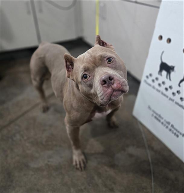 Photo of Latte, adoptable Mixed Breed